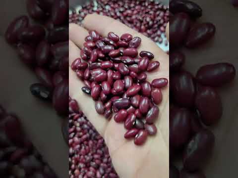 Red rajma beans