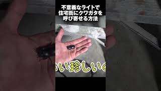 特殊なライトを使ってクワガタを大量捕獲する方法