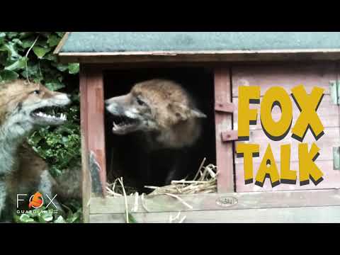 Fox Talk - The most important fox vocalizations