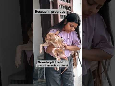 please consider donating link in bio #donatenow #usadogs #Usadonors #losangeles #su #miami