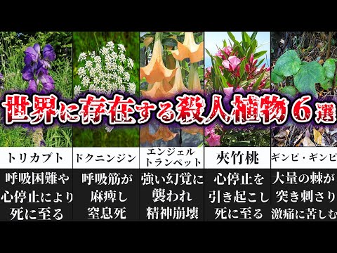 アンブロシア:危険なアレルギー植物 植物