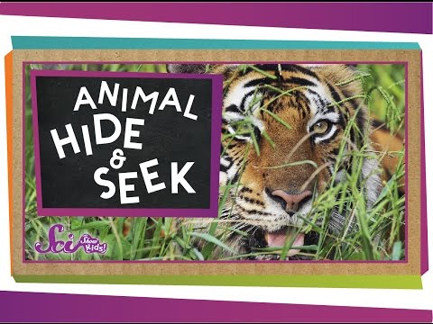 Camouflage: Animal Hide & Seek