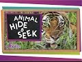 Camouflage: Animal Hide & Seek