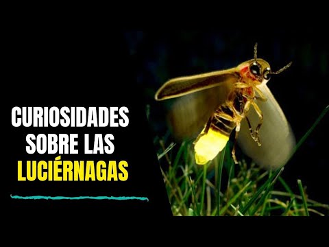 Curiosidades sobre las luciérnagas  🔥  ¿Animales caníbales? ¿Por qué brillan?