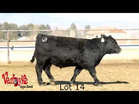 VDAR Bull Sale 2014 lots 11-20
