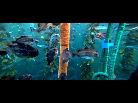 PT Aqua catches streamlined processes and reporting with SAP Business One