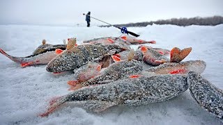 Балансир куусамо тасапайно 50-60 мм