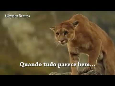 LEAO DA MONTANHA VS URSO FILHOTE