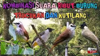 Download lagu KOMBINASI SUARA RIBUT PIKAT BURUNG TRUCUKAN DAN KU... mp3