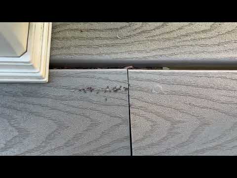Ants Found on the Deck in Matawan, NJ