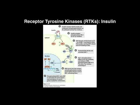 Biosignaling | Receptor Tyrosine Kinases & Insulin