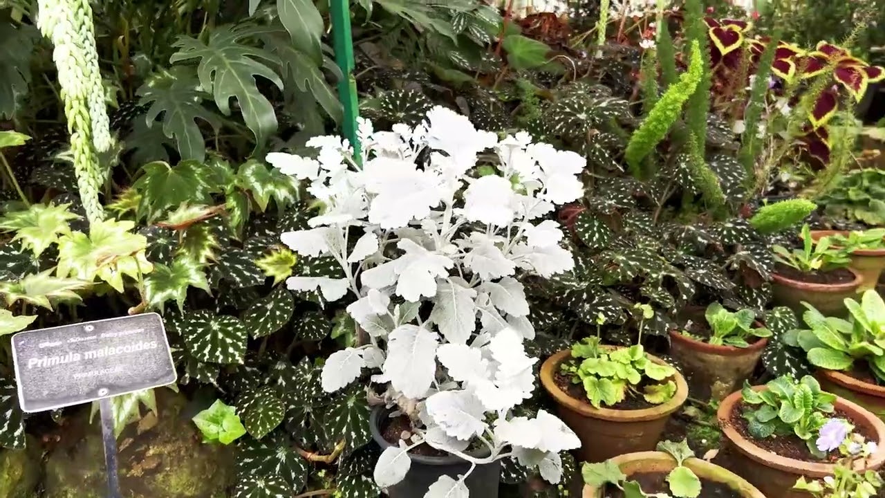 Dive into a virtual tour of Hakgala Botanical Garden.