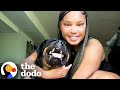 Rotties Knurren Ist Eigentlich Pures Glück The Dodo