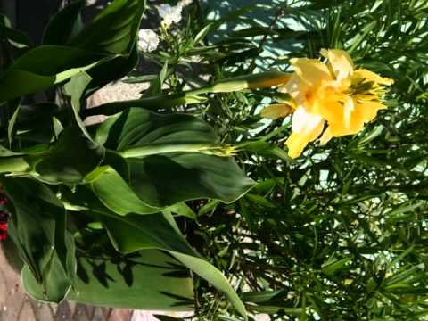 Die Liebe des Menschen zu den Blumen