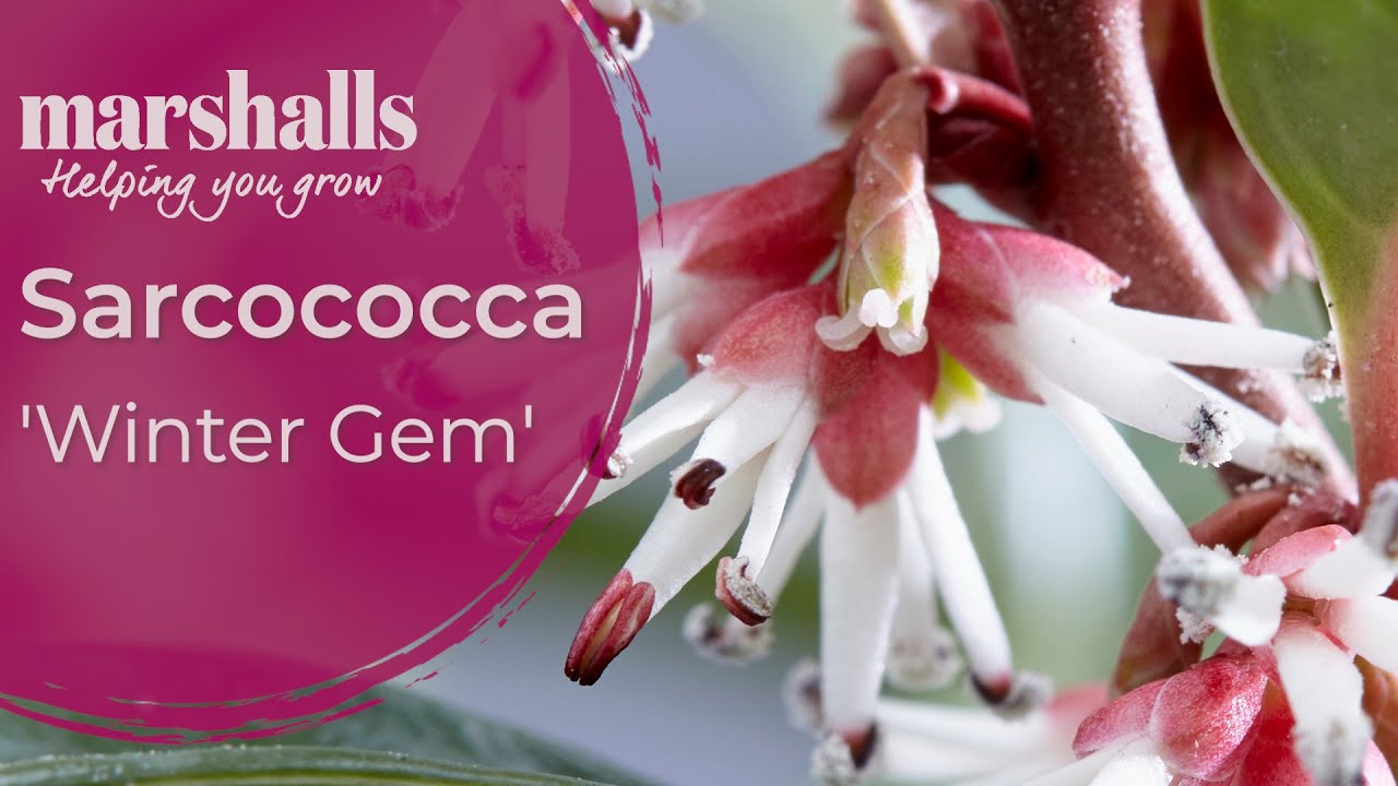 Sarcococca Winter Gem