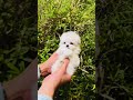Fluff Level 1000
