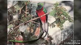 El bilingüe los tigres del norte😉