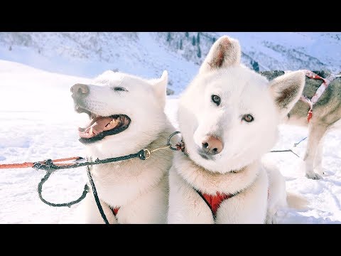 download lagu mp3 mp4 Balade Chien De Traineau Haute Savoie, download lagu Balade Chien De Traineau Haute Savoie gratis, unduh video klip Balade Chien De Traineau Haute Savoie