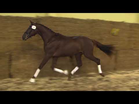 040 048 Vivaldi Sir Donnerhall