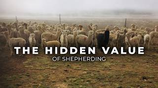 A Shepherd in Eastern Germany | The Last Keepers of the Land