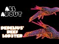 All About The Debelius' Reef Lobster or Purple/Orange Reef Lobster