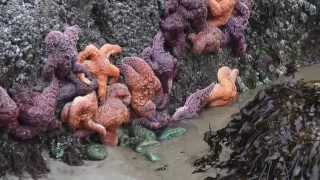 Jane Siberry &amp; KD Lang ~ Calling All Angels ♥ + ♥ = ∞❤∞﻿