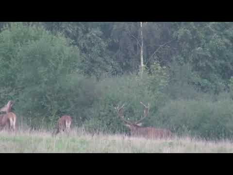 Kapitaler Rothirsch 2014