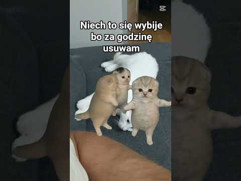 serio #kot #meowl #meowl #niewiem #youtube