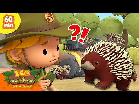 Female Echidna leads the Group! 🦔 | Leader Animals | Leo the Wildlife Ranger | Kids Cartoon