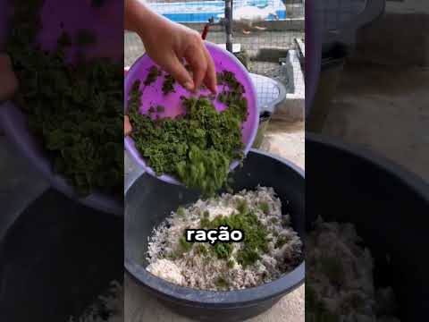 Truque para alimentar patos com larvas 🥚🪱🦆