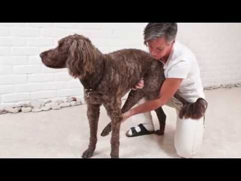 Granngården - Så stretchar du din hund