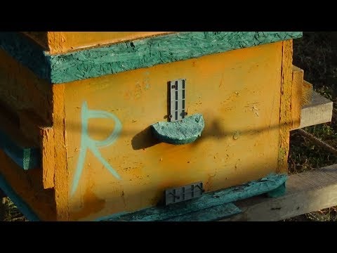 Какой леток оставить в зиму на пасеке, хобби пасека