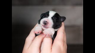 Video preview image #18 Border Collie Puppy For Sale in STRAFFORD, MO, USA