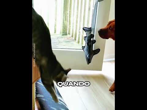 🐶😼 Il piano furbo del cane