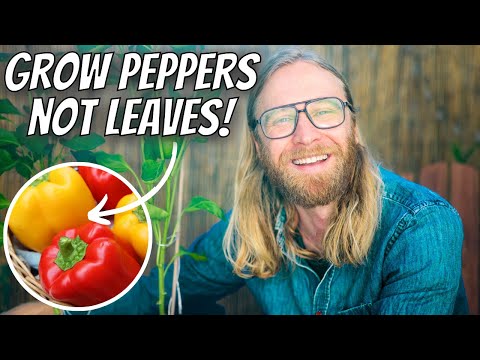 10 PEPPER MISTAKES Will DESTROY Your Harvest 🌶️💀