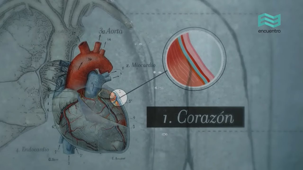 Sistemas. Cuerpo humano: Cardiovascular (capítulo completo) - Canal Encuentro HD