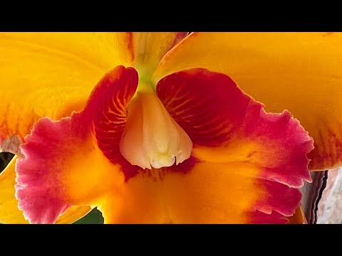 Momento de Deus aos domingos é para a vida Tempo