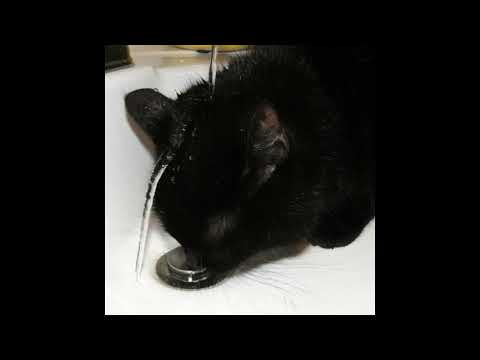 psythoness - BEATS 2022 cute cat with water on its head psythoness 3 beat snippet 2022