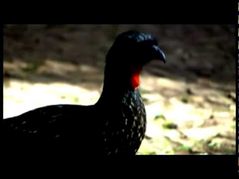 A toada vem é pelo vento