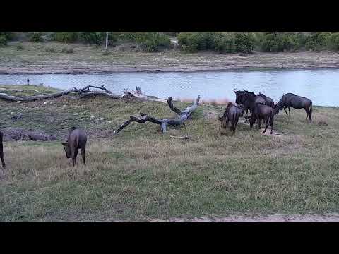 Djuma: Wildebeests grazing near the pans - 16:42 - 10/26/2022
