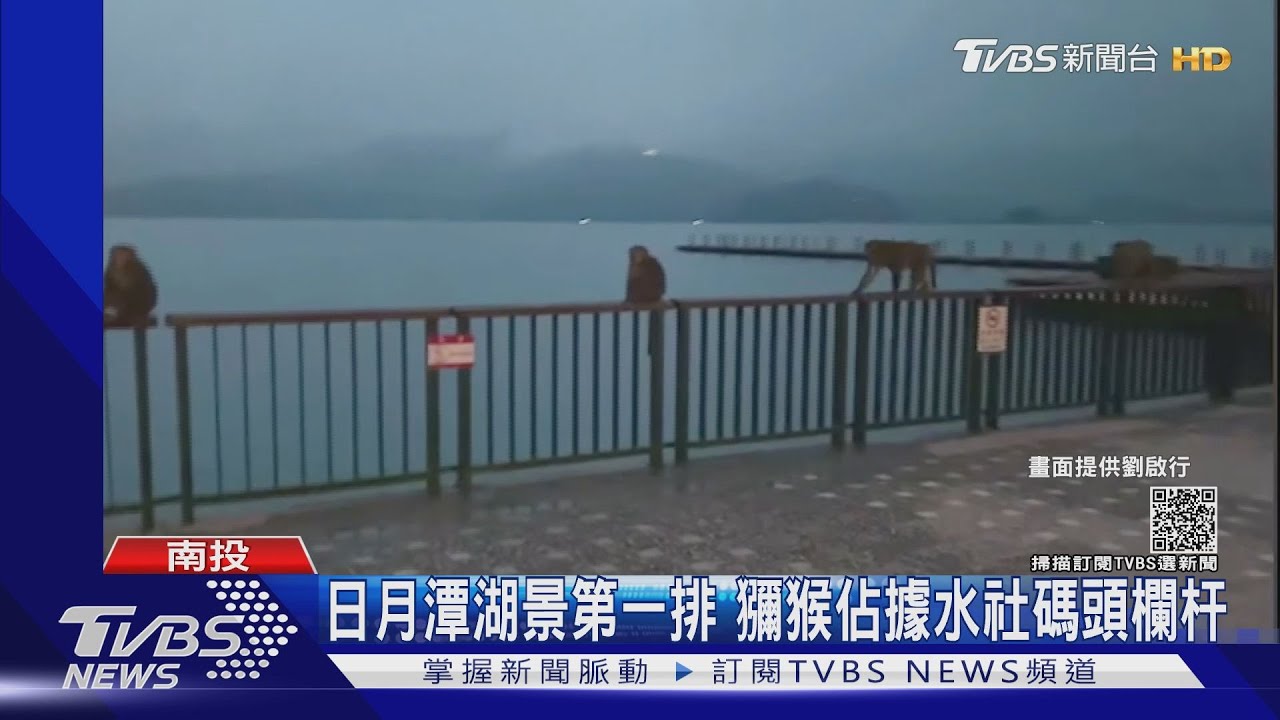 日月潭湖景第一排 飯店前獼猴佔據水社碼頭欄杆