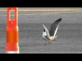 Seagulls Mating In The Parking Lot