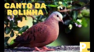 Canto da rolinha - rolinha cantando - rolinha - Som de animais - efeito sonoro - V1k1-Yn4n-Mrcp-B7m1