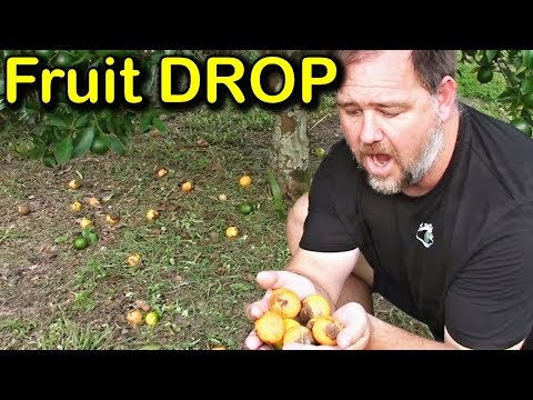 Why is My Tree Dropping Fruit & How to Stop Fruit Drop