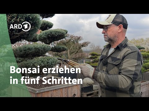 Garden bonsai: 5 steps to success | MDR Garten