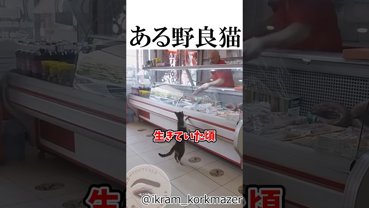 【トルコ】精肉店に猫の像がある理由 #shortvideo #猫 #トルコ