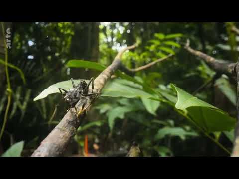 Arte Doku - Paraponera clavata