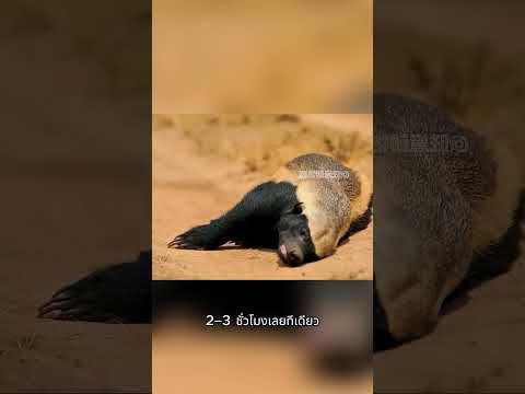 บังอาจมากัดตอนทีเผลอ