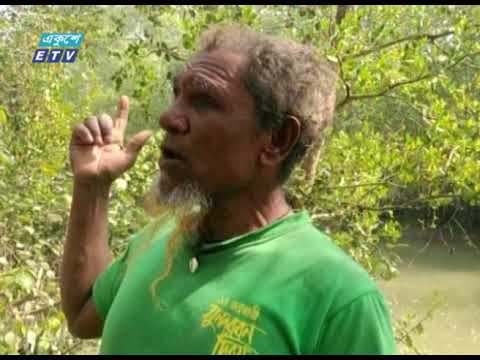সুন্দরবনে আবারও মাথাচাড়া দিয়ে উঠেছে অবৈধ শিকারিরা | ETV News