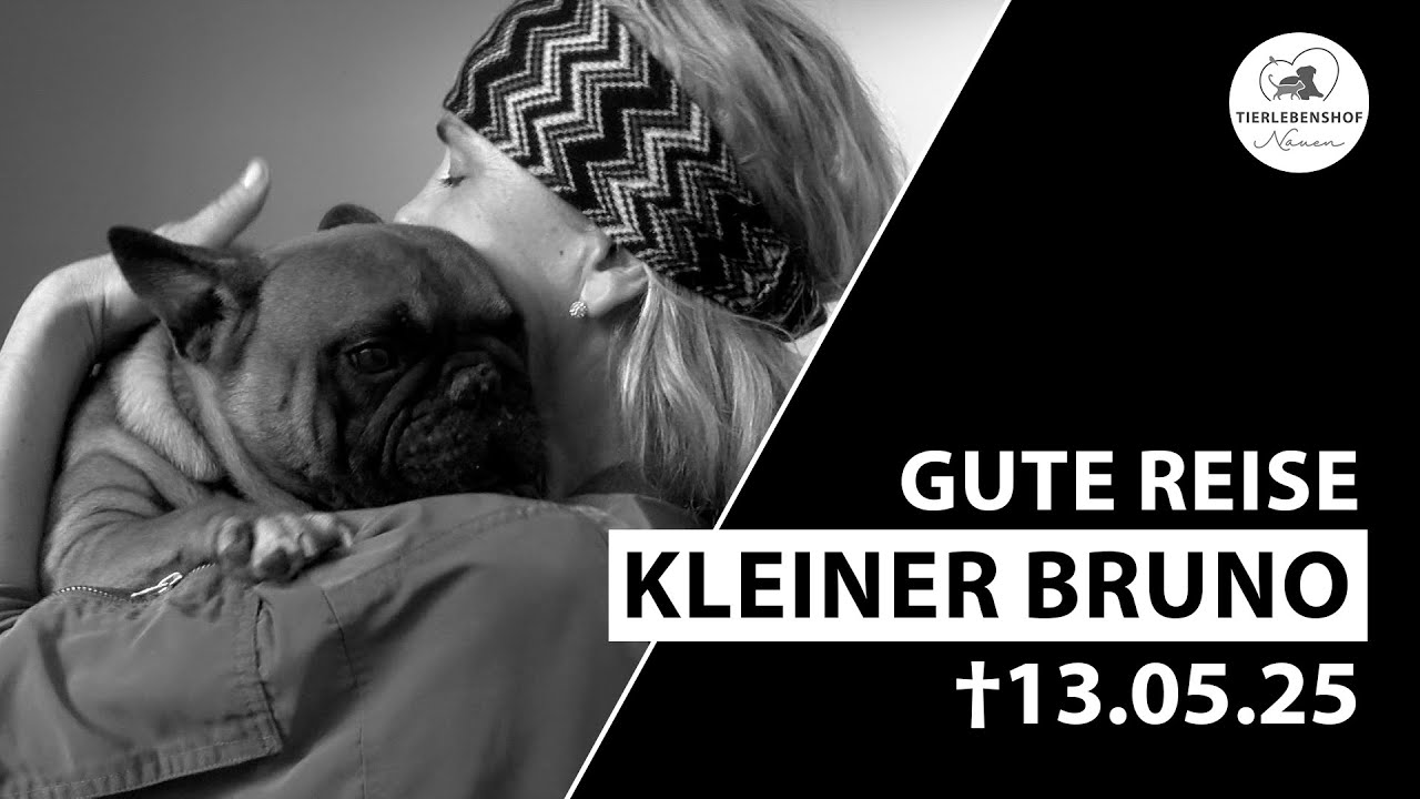 Gute Reise kleiner Bruno | †13.05.25